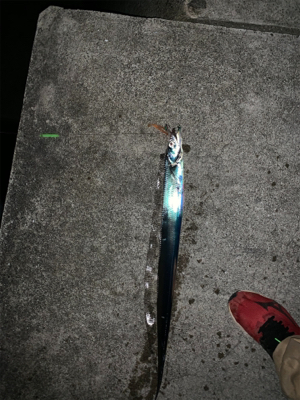 梅雨間のタチウオ!