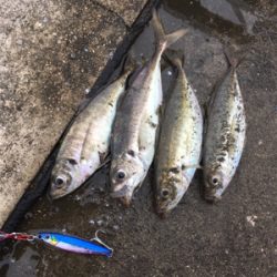 アジが入ってた☆