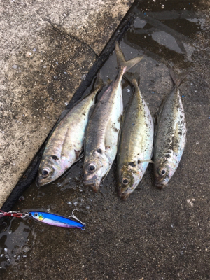 アジが入ってた☆