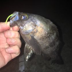 良型梅雨メバル