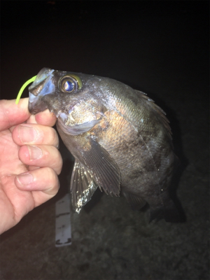 良型梅雨メバル
