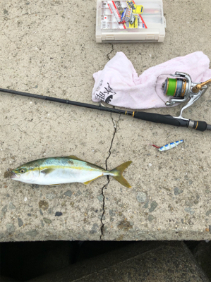 ツバス、ゲット！