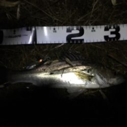 ナイトシーバス