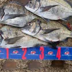 宇野沖 沖磯チヌ