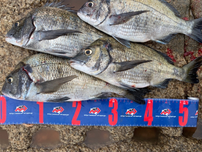 宇野沖 沖磯チヌ