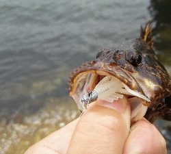 2019年7月2日釣行in伊崎漁港周辺