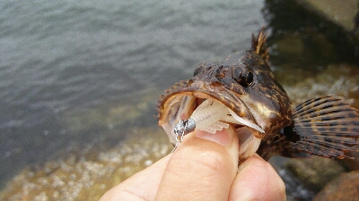 2019年7月2日釣行in伊崎漁港周辺