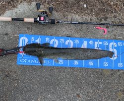 夕方ナマズゲーム