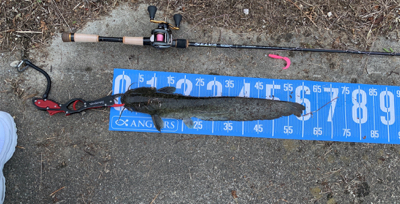 夕方ナマズゲーム