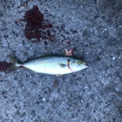 ツバス狙いで入れ食い