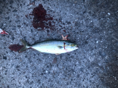 ツバス狙いで入れ食い