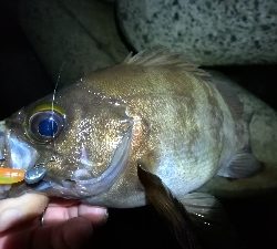 ナイトアジング