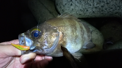 ナイトアジング