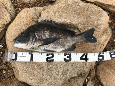 でっかいマチヌ釣ったどー