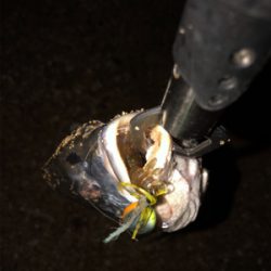 夕まずめチニング