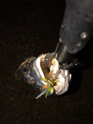 夕まずめチニング