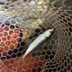 多魚種釣れました(^^)