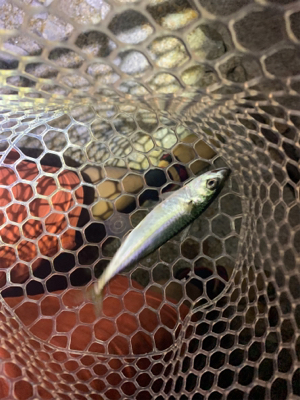 多魚種釣れました(^^)