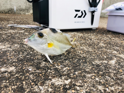 キス絶好調！！