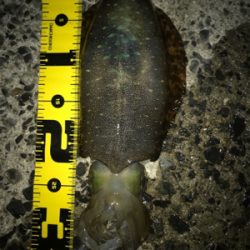 久しぶりのアオリGET(≧∀≦)