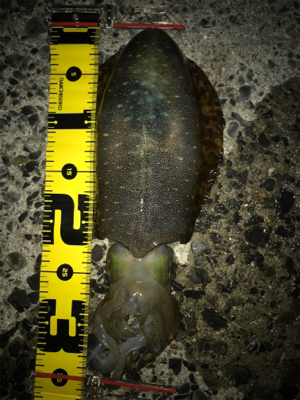 久しぶりのアオリGET(≧∀≦)