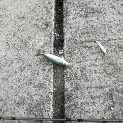 ショアジギング