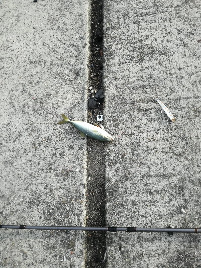 ショアジギング