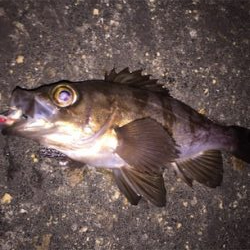 梅雨の合間にメバル