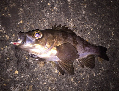 梅雨の合間にメバル