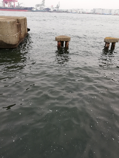 4ヵ月ぶりのタコ