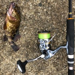 ガシラがつりたいわけじゃ‥。