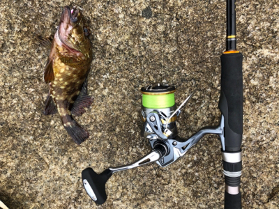 ガシラがつりたいわけじゃ‥。