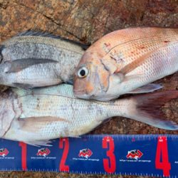 宇野沖 沖磯 フカセ