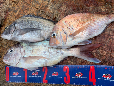 宇野沖 沖磯 フカセ