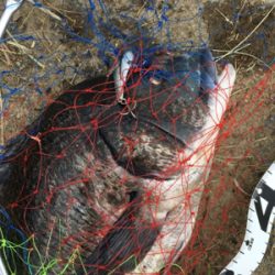 ナイトシーバス