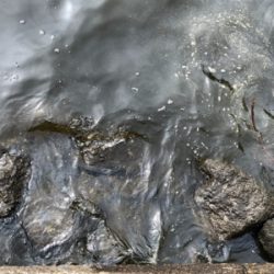 アジを探して・・。