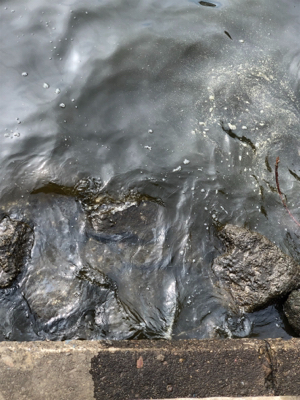 アジを探して・・。