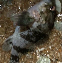 サーフプラッキング