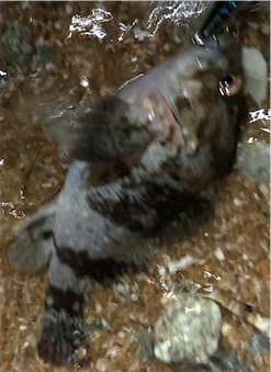 サーフプラッキング