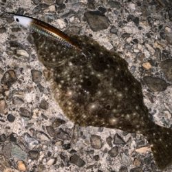 夕方の短時間釣行