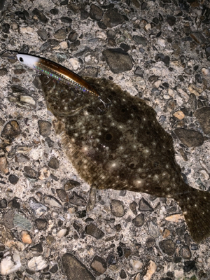 夕方の短時間釣行