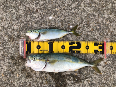 ジギング40g→7g