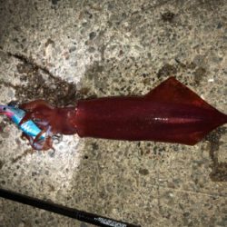 海が呼んでいる!