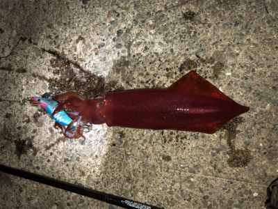 海が呼んでいる!