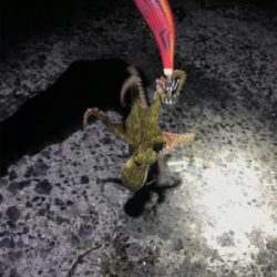 エギングならぬタコングσ(^_^;)