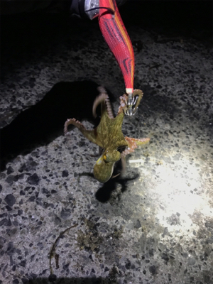 エギングならぬタコングσ(^_^;)