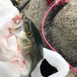 まだまだツバス