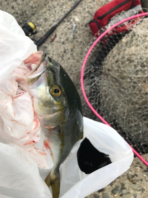 まだまだツバス