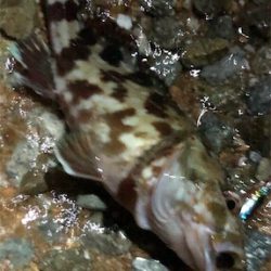 サーフは楽しい