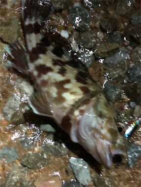 サーフは楽しい